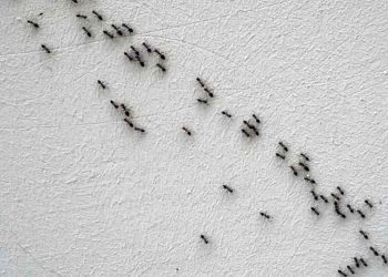Dites Adieu aux Fourmis dans la Maison