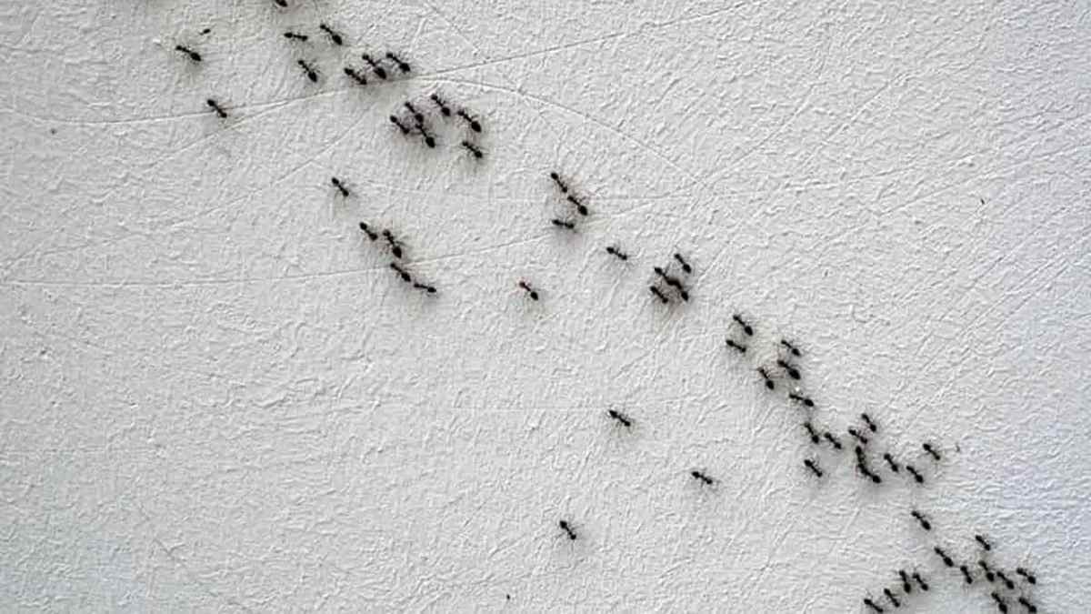 Dites Adieu aux Fourmis dans la Maison