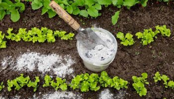 Bicarbonate de soude : le secret naturel pour un potager en pleine santé