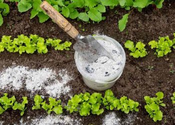 Bicarbonate de soude : le secret naturel pour un potager en pleine santé