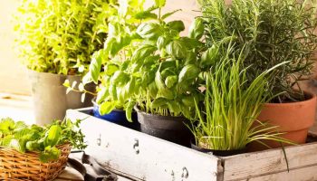 Comment protéger vos plantes aromatiques de la chaleur de juin