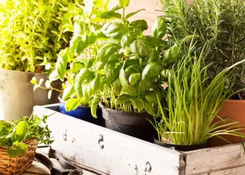 Comment protéger vos plantes aromatiques de la chaleur de juin