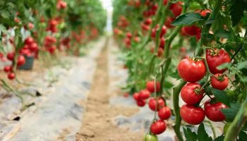 Comment sauver vos tomates en juin