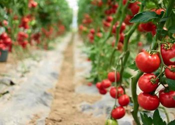 Comment sauver vos tomates en juin