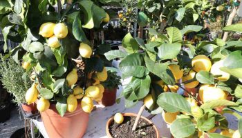 planter citronnier