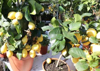 planter citronnier
