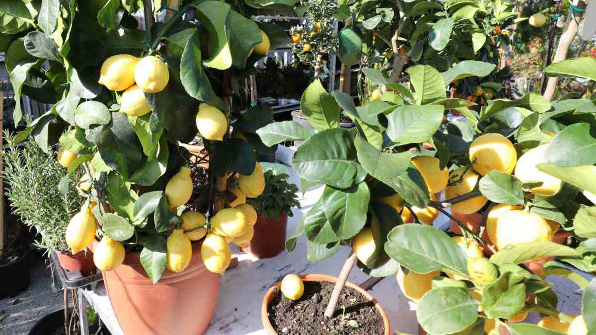 planter citronnier