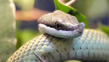 Des serpents dans votre jardin