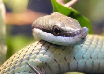 Des serpents dans votre jardin