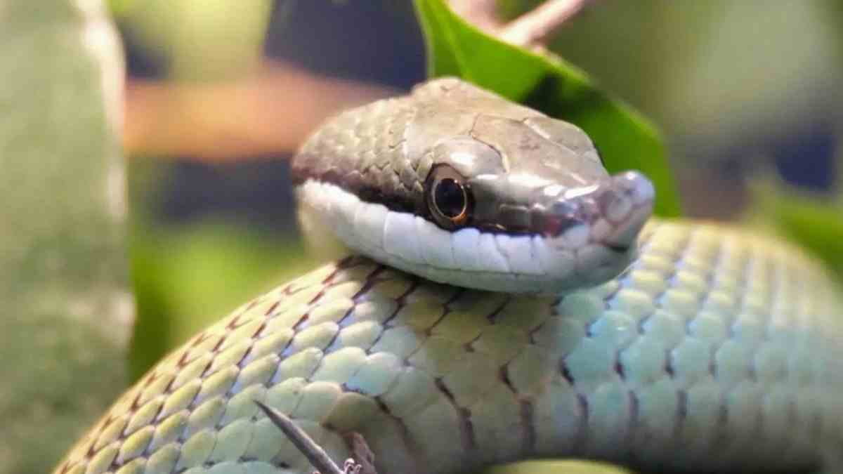 Des serpents dans votre jardin
