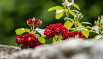 Fleurs résistantes au vent