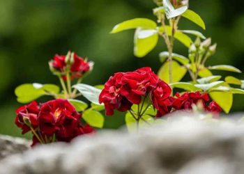 Fleurs résistantes au vent