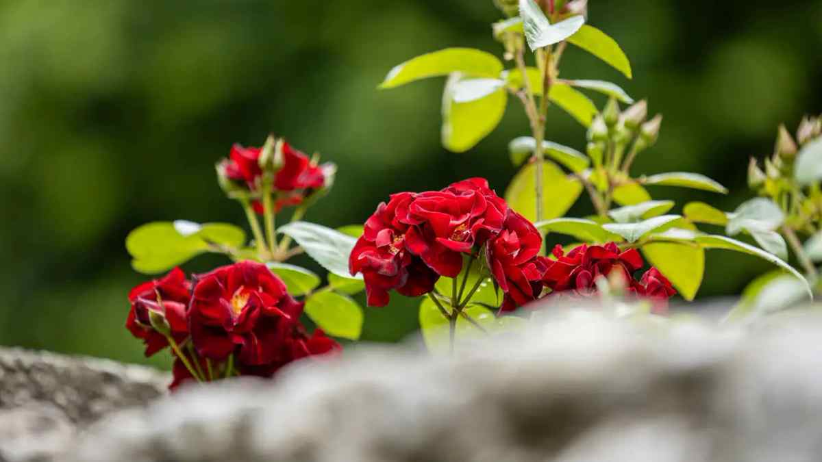 Fleurs résistantes au vent