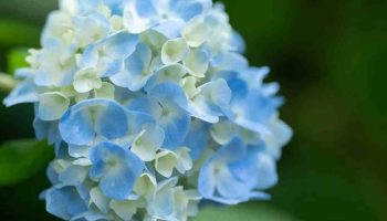 Hortensias