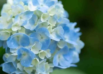 Hortensias