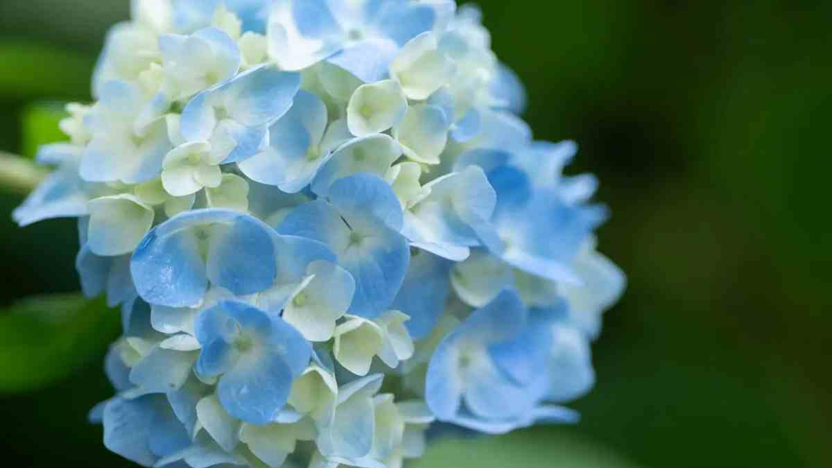 Hortensias