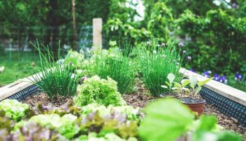 Jardin écologique