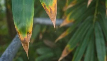 Plantes toujours vertes