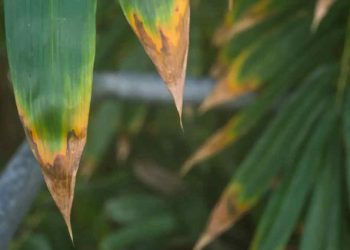 Plantes toujours vertes